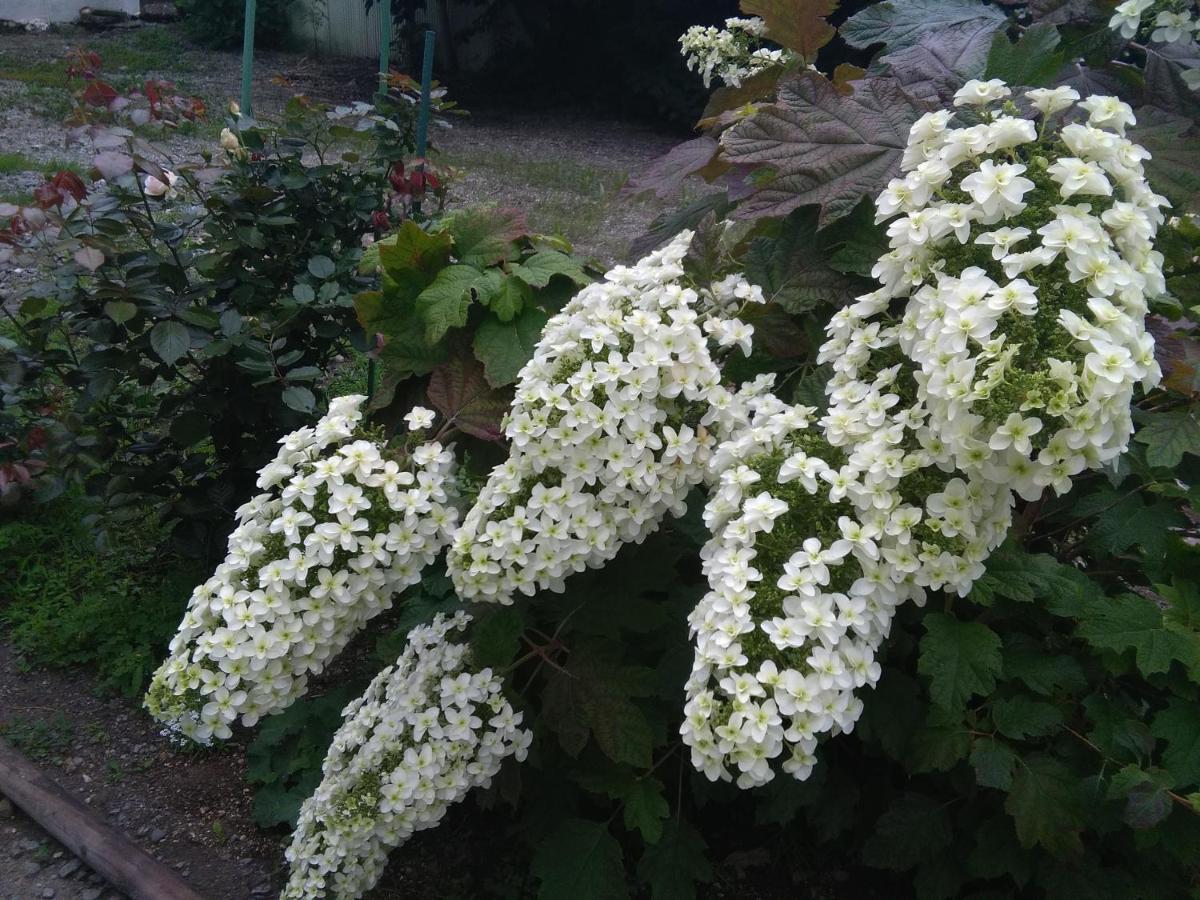 Guest House Annabel Hakodate Exterior photo